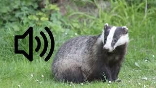 Badger sound ( European Badger (Meles Meles))