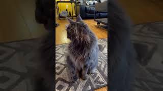 Maine Coon just got home from getting 4 teeth pulled