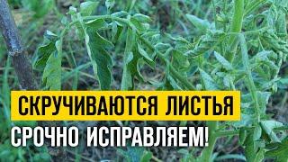  СКРУЧИВАЮТСЯ ЛИСТЬЯ У ТОМАТОВ? СРОЧНО СПАСАЕМ!