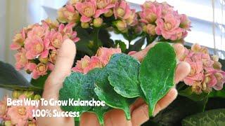 How to propagate Kalanchoe | how to grow Kalanchoe plant from leaves | How to grow Kalanchoe plant