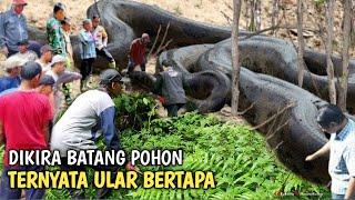 MERINDING.! DIKIRA BATANG POHON KERING TERNYATA ULAR BERTAPA DI DALAM GOA