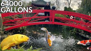 I VISIT the BIGGEST KOI POND in the UK