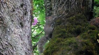 Tree Animals In the Forestlands