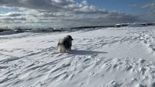 Keeshond Puppy Leaps with Joy in Snow