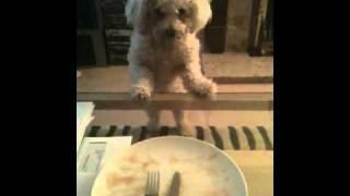 Bichon Frise Funny Lick