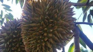 MURAH‼️,WISATA,PANEN DURIAN DI KEBUN PETANI,DESA WISATA DURIAN,NGARAN KALIGESING PURWOREJO