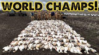 Snow Goose WORLD CHAMPS! - 473 Geese Killed!