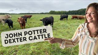 Dexter Cattle Talk: John Potter Genetics: Breeding for the Best!