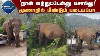 பட்டாசு வெடித்தும் பயப்படாத 'அடேங்கப்பா' படையப்பா |  Munnar |  Padayappa elephant again