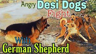 Desi Dogs Vs German Shepherd Fight | Dog Fight Close Encounter #4