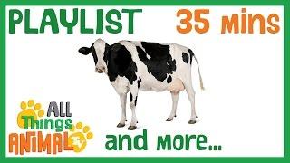 * COWS & MORE * | Playlist For Kids | All Things Animal TV