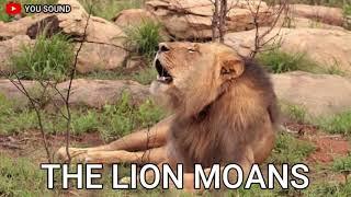 LION MOANS suara singa mengerang