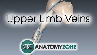 Upper Limb Veins - 3D Anatomy Tutorial