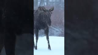 Moose in the Wyoming winter