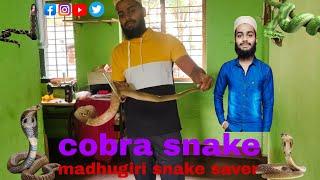 Koradigire corrts rescue cobra snake 