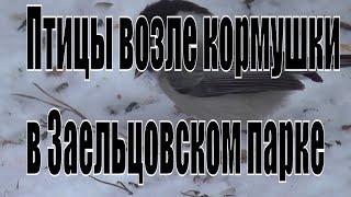 Птицы возле кормушки в Заельцовском парке Новосибирска. Снегири, дятел, поползень, гаички.