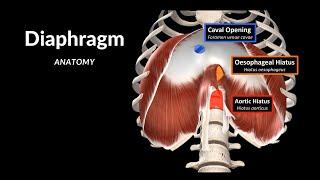 Diaphragm - Origin Points, Openings and Coverings