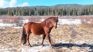 HAWS Alberta Wild Horse Movie April 21, 2023