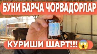 ҚОРАМОЛЛАРГА УЙ ШАРОИТИДА НИМА ИШЛАТСА БЎЛАДИ?! #молбозор #molboqishsirlari #2024 #romavetuz