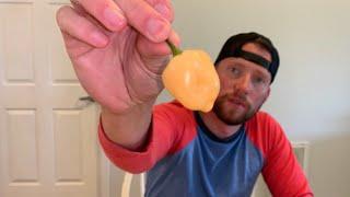 Peppapeach Pepper Review! (might be my favorite pepper to snack on)