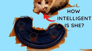 Cat tries IQ Toy for the first time! AniOne IQ Toy Yang