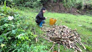 贵州小潘，天气回暖山上的野竹笋破土而出，收获满满根本装不完