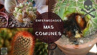 ENFERMEDADES MAS COMUNES DE LOS CACTUS || CONOCE PARTE DE NUESTRA COLECCION