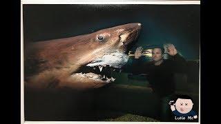 Update On ROSIE The shark / Abandoned Wildlife Park Viral Video Original footage