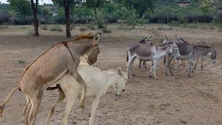 Donkey Breeding || Donkey Love || Donkey Mating Videos ||  #donkeybreeding #donkey