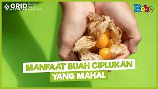 Manfaat Buah Ciplukan untuk Kesehatan - Banyak di Indonesia Mahal di Luar Negeri