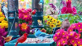 LIVE Cottage Garden Bird Feeder: Cardinals, Juncos, Snow Birds, Chipmunks, Cozy Autumn Colors