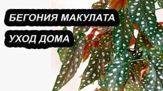 БЕГОНИЯ МАКУЛАТА/ ПЯТНИСТАЯ. Уход в домашних условиях.