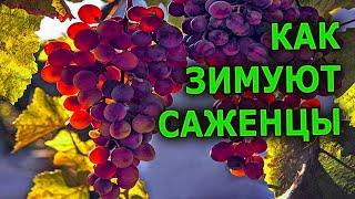 КАК ЗИМУЮТ САЖЕНЦЫ ВИНОГРАДА, ЕЖЕВИКИ, ГОРТЕНЗИИ ВЫРАЩИВАНИЕ САЖЕНЦЕВ ВИНОГРАДА, ЕЖЕВИКИ, ГОРТЕНЗИИ