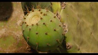 Documentaire sur le cactus - l'agriculture au Maroc(zone: Souss Massa Daraa) (fr)