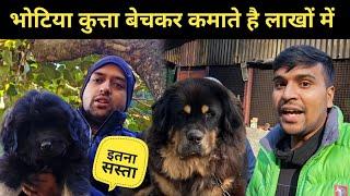 भोटिया कुत्ता बेचकर कमाते है लाखों में || bhotia dog || bhutia dog