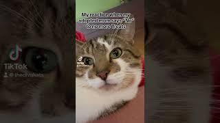 Leo is serious   #catshorts #cats #catsofyoutube #funnycats #tiktokvideo #catsoftiktok #tiktok