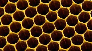 Why do bees build hexagonal honeycombs? - Forces of Nature with Brian Cox: Episode 1 - BBC One