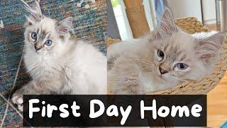 Bringing Home a New Ragdoll Kitten | The Cat Butler