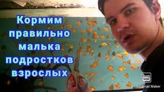 Правильное кормление малька, подростков и взрослых #fish #aquarium #разводня