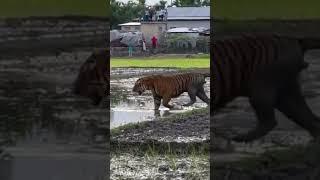 Exclusive scene. Rich biodiversity  of #assam #royalbengaltiger #tiger