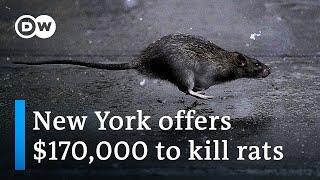 New York seeks 'rat czar' to cull exploding rodent population | DW News