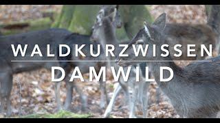 Damwild - Waldkurzwissen (Ja, 20 min sind kurz! Grrr)
