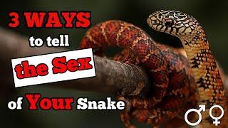 How to Tell the Sex of Your Snake