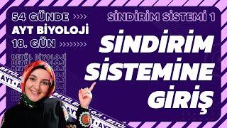 18) Sindirim Sistemi ve Sindirim Kanalı | Sindirim Sistemi | 11. Sınıf Biyoloji | AYT Kampı 18. Gün