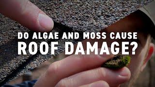 Do Algae, Moss and Other Growth Cause Roof Damage? // Northface Construction