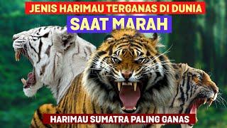 Harimau Sumatera Suaranya Paling Ganas? Inilah Beda Suara 6 Spesies Harimau Ketika Marah