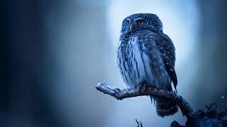 The sound of an owl at night for 10 hours