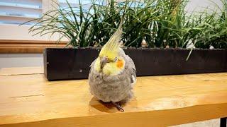 BORB Mode