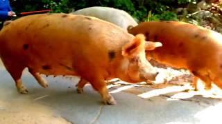 Pig Walk