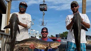 How to chum for Cobia